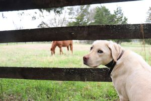 Cute dog looking back at camera and background shows horse grazing in stables